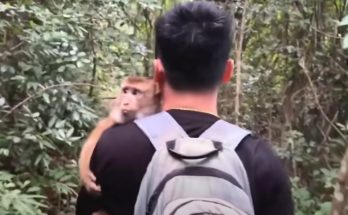 The journey to find Monkey Kaka in the forest is very difficult and dangerous.