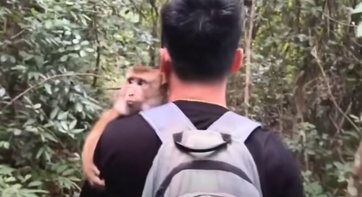 The journey to find Monkey Kaka in the forest is very difficult and dangerous.