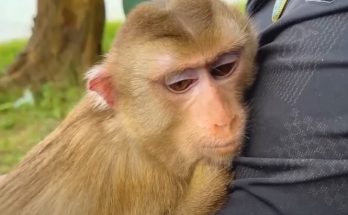 Emotional moments of meeting between dad and Monkey Kaka