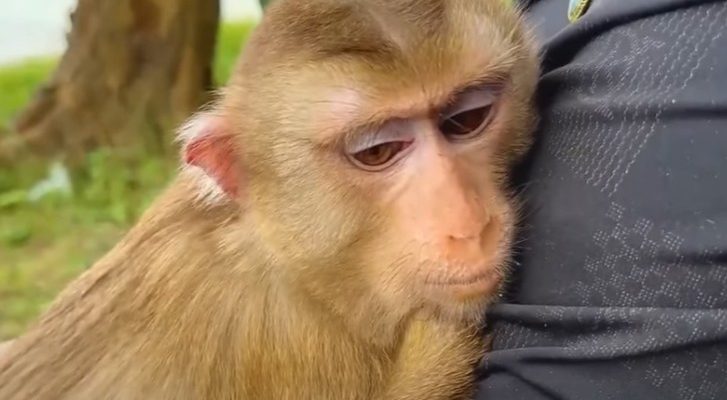 Emotional moments of meeting between dad and Monkey Kaka