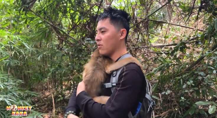 Happiness, after many days of searching, dad and Monkey Kaka found each other