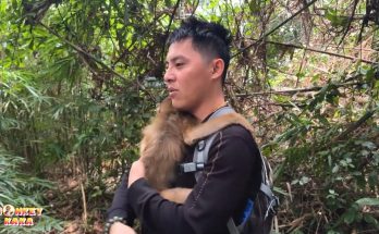 Happiness, after many days of searching, dad and Monkey Kaka found each other