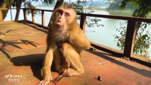 If they release Monkey Kaka back to her family, maybe she will have a happy life.
